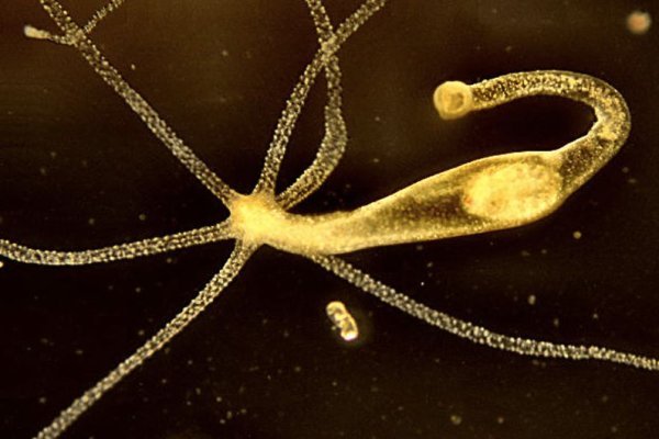 Почему в кракене пользователь не найден