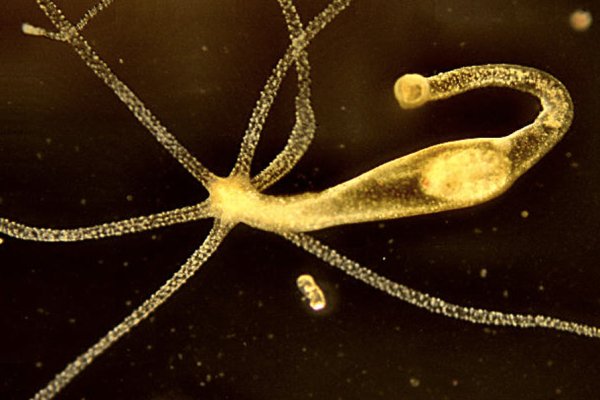 Что такое кракен плейс